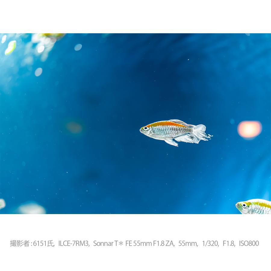 [新品]SONY ソニー Sonnar T* FE 55mm F1.8 ZA SEL55F18Z｜camera-no-ohbayashi｜18