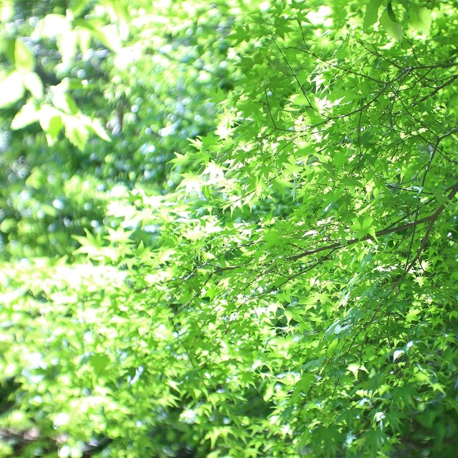 OLYMPUS PEN オリンパス E-PL8 MF 35mm F1.7 レンズセット OLYMPUS PEN オリンパス E-PL8 MF 35mm F1.7 レンズセット