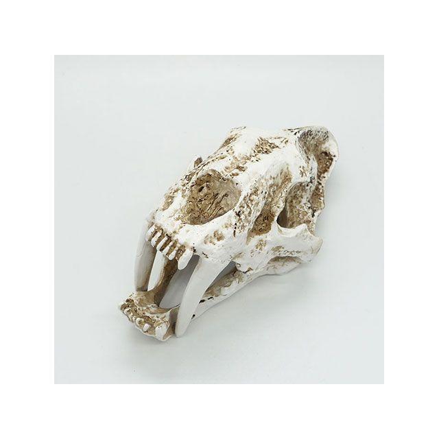 アルファテック XL-PC076B 骨格/化石（中）恐竜 水槽 ケージ 飼育