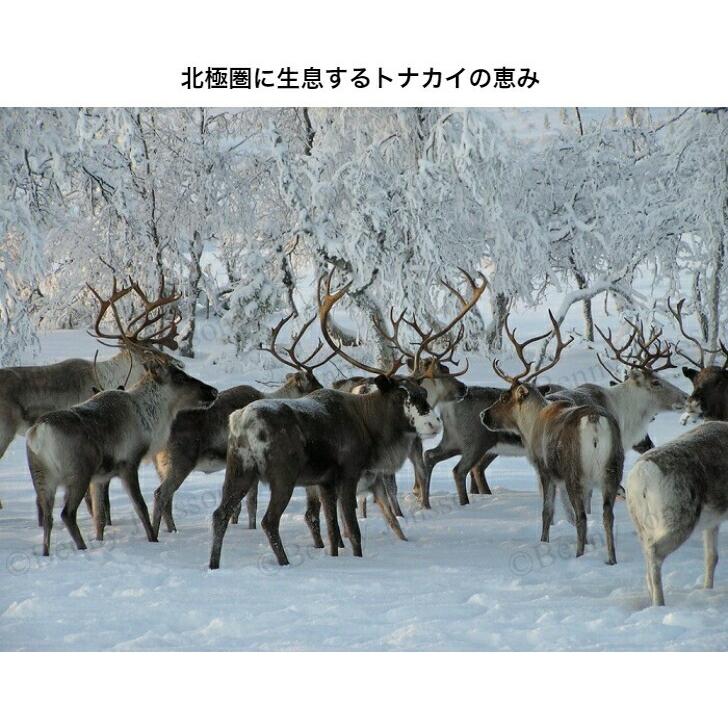 防水加工/大サイズ【フィンランド ラップランド製】高級 防水加工/大サイズ【フィンランド ラップランド製】高級