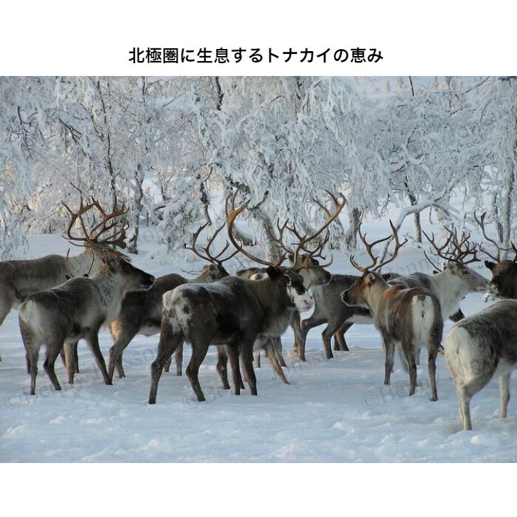 防水加工/超特大サイズ【フィンランド ラップランド製】高級 防水加工/超特大サイズ【フィンランド ラップランド製】高級