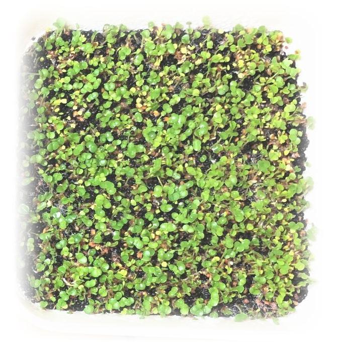 水中のグリーンワールド 水草の種 ビッグリーフ : CAN-GO - 通販