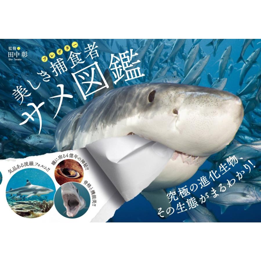 美しき捕食者 サメ図鑑 Candy 通販 Yahoo ショッピング