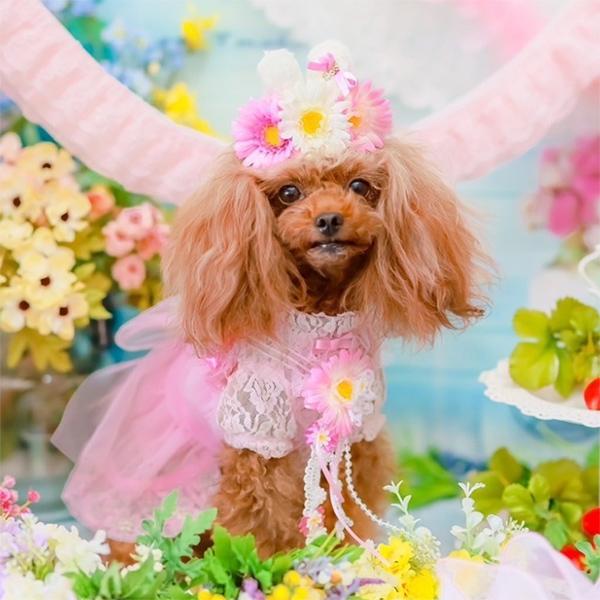 CanNana 【WEB限定】犬 服 犬の服 通年 レイヤー インナー カットソー