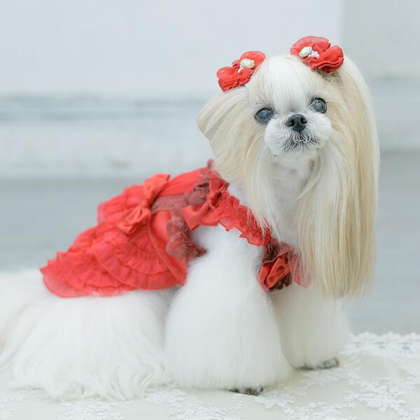 きゃんナナ　サテンドレスアップワンピース 楽天市場】きゃんナナ CanNana サテンドレスアップワンピース