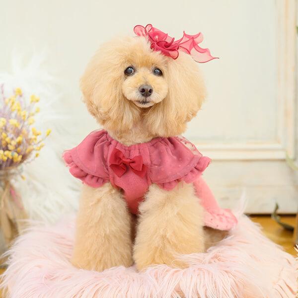 CanNana 犬 犬服 服 秋冬 防寒 ドックウェア ワンピース かわいい くま