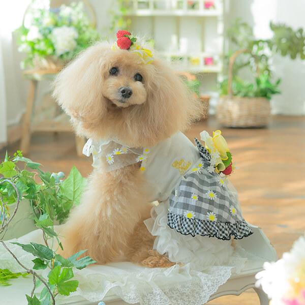 CanNana 犬服 春 ドックウェア ワンピース ギンガムチェック プードル