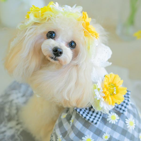 CanNana 犬服 春 ドックウェア ワンピース ギンガムチェック プードル