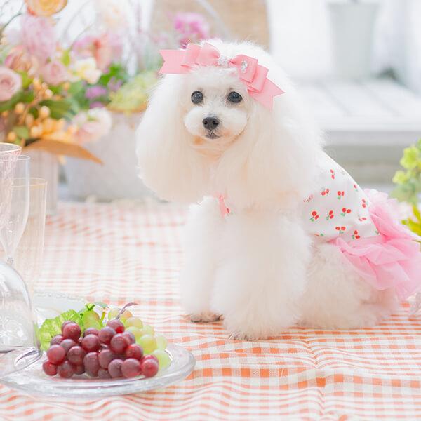 CanNana 犬 犬服 春 さくらんぼカットソードッキングワンピース ロゴ