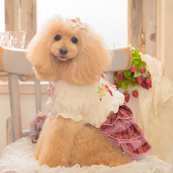 ホワイト犬服 リボン付き　ハーフボレロ　CanNana CanNana ボレロ ハーフ アウター 防寒 犬服 いちご ブランド 小型犬