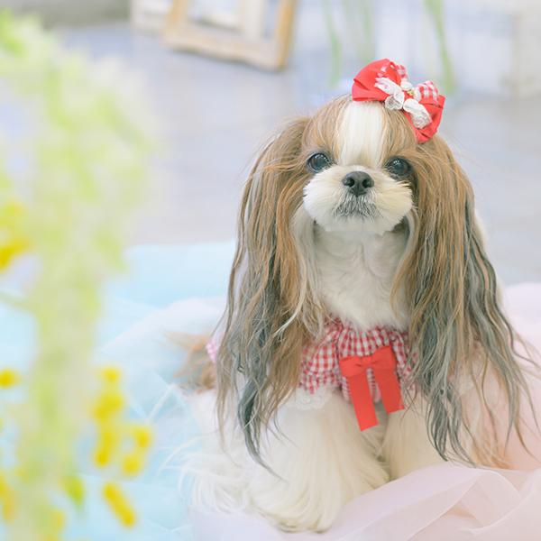 CanNana 犬服 春 ワンピース ギンガム フリル リボン 小型犬 女の子