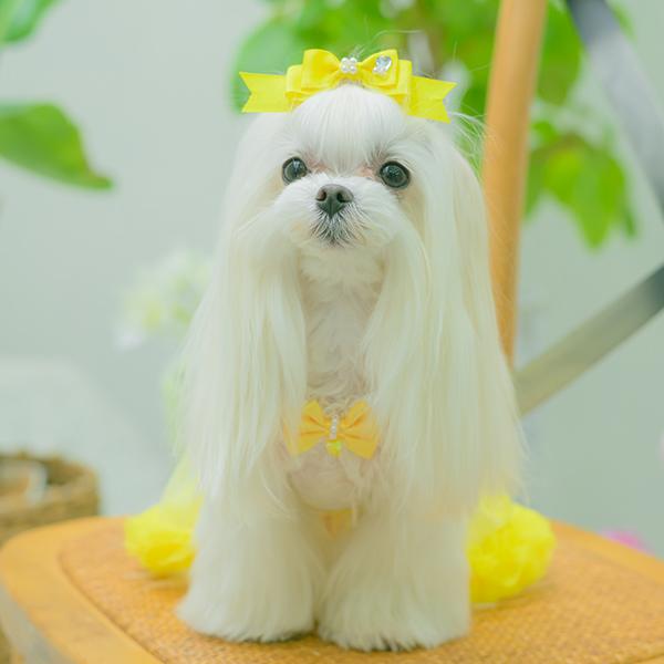 CanNana 犬服 春 ワンピース キャミワンピ 透け感 フリル リボン