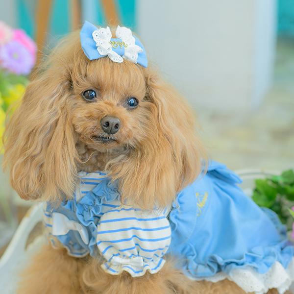 可愛い犬服 水色/バレッタ付き CanNana 犬服 春 ドックウェア カットソー トップス パジャマ ボーダー