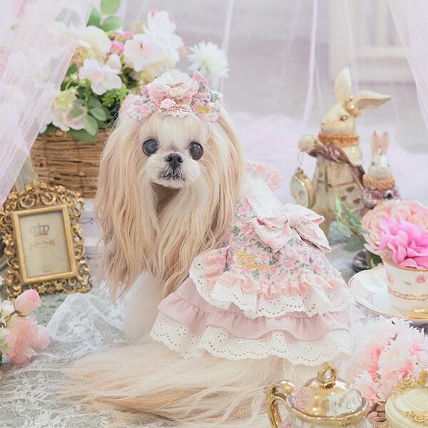 CanNana 犬服 ワンピース ワンピ 不思議の国のアリス きゃんナナ