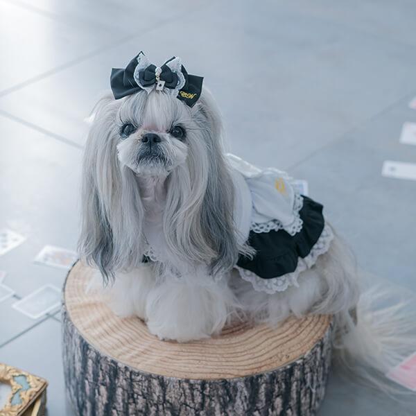 CanNana 犬服 ワンピース かわいい クリスマス プレゼント 撮影会