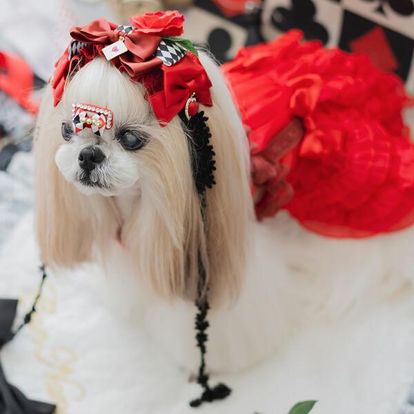 犬服・アクセサリー putan CanNana 犬 パッチン コームパッチン アクセサリー アクセ レッド