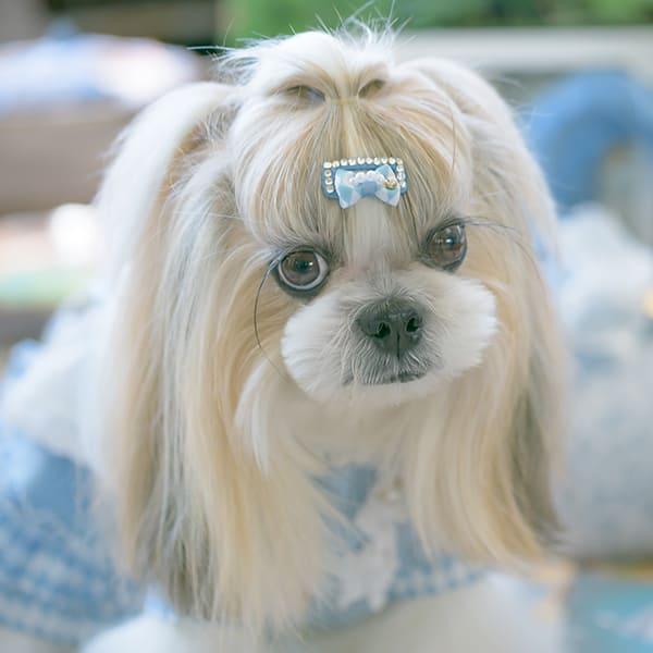 犬服・アクセサリー H.A ジンベイザメメッシュパーカ S/M/L/XL Dulce-ドゥルチェ- 犬服