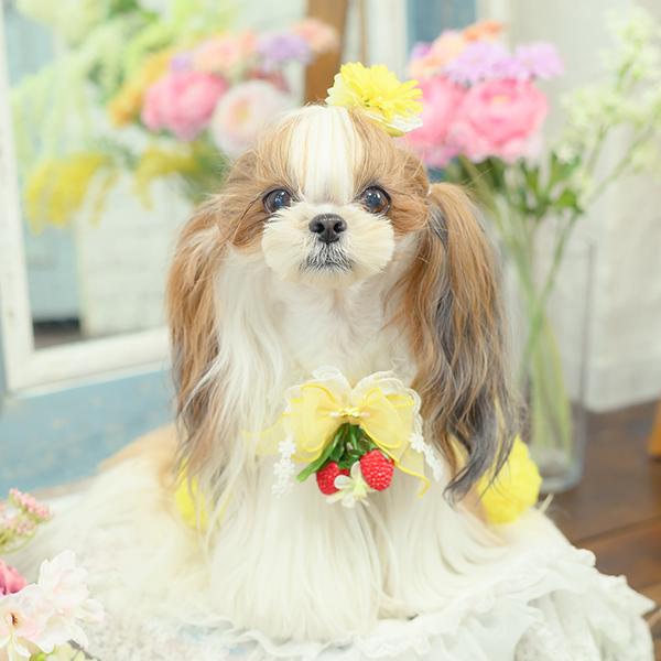 CanNana 犬 アクセサリー ブローチ いちご ストロベリー フリル