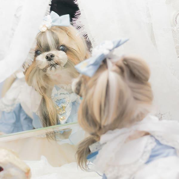 CanNana 犬 アクセサリー レーシーリボンのアリスネックドレス 不思議