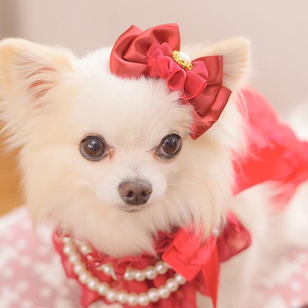 CanNana 犬 ネックドレス アクセサリー リボン バレッタ付 ギフト