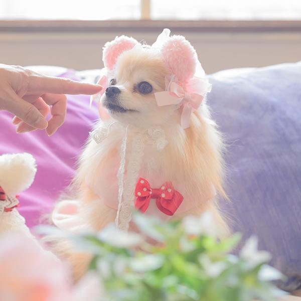 CanNana 犬 ヘッドドレス アクセサリー リボン アクセ 秋冬 ギフト