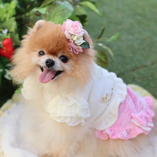 CanNana きゃんナナ 犬 服 犬服 犬の服 おしゃれ ブランド シーズー