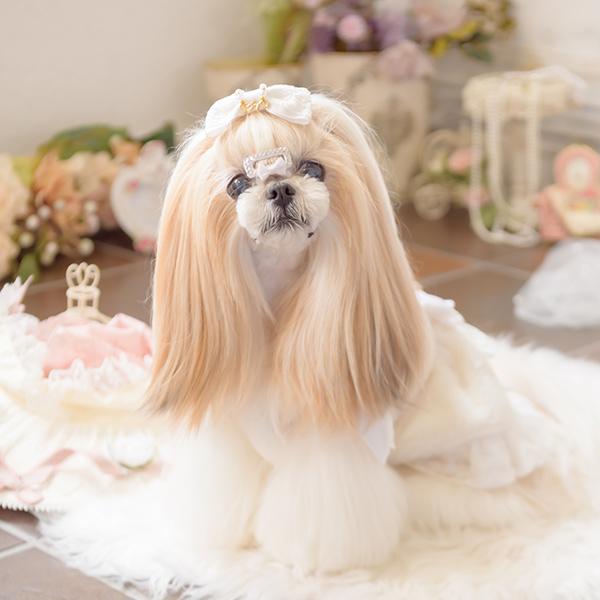 CanNana きゃんナナ 犬 服 犬服 犬の服 おしゃれ ブランド シーズー