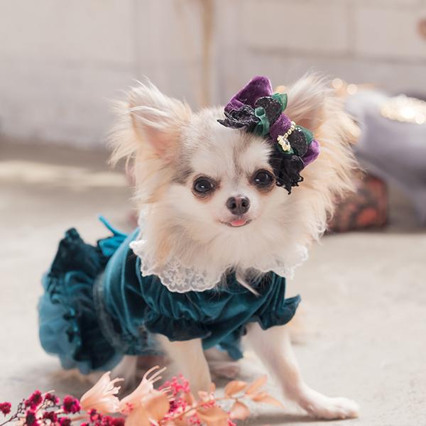 CanNana きゃんナナ 犬 服 犬服 犬の服 おしゃれ ブランド シーズー
