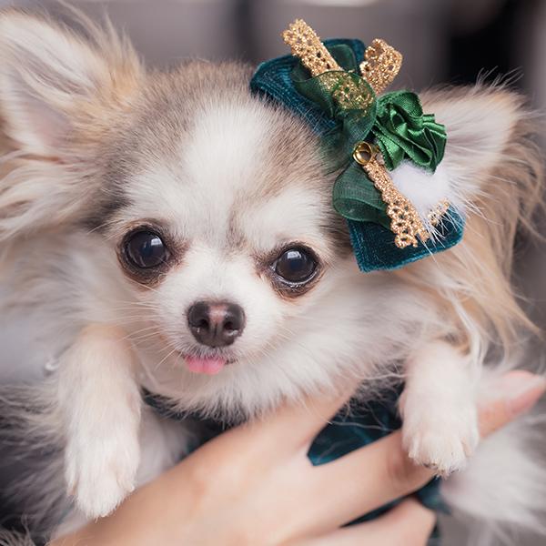 CanNana きゃんナナ 犬 服 犬服 犬の服 おしゃれ ブランド シーズー