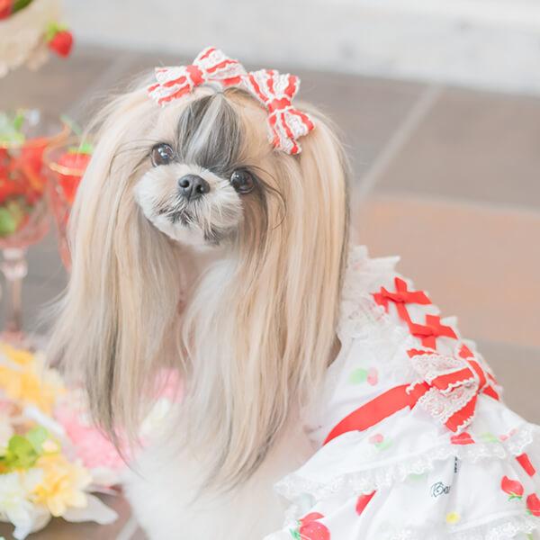 CanNana 犬 アクセサリー リボン バレッタ プレゼント ギフト