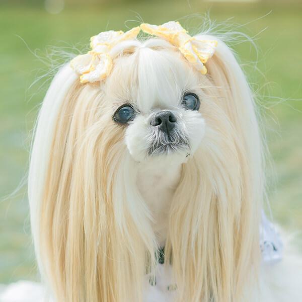 CanNana 犬 アクセサリー リボン バレッタ プレゼント ギフト きゃん