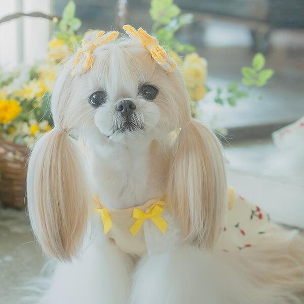 CanNana 犬 アクセサリー リボン バレッタ プレゼント ギフト きゃん