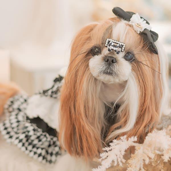 きゃんナナ　アリス　L バレッタつき 楽天市場】きゃんナナ CanNana ダイヤ柄チェックアリスバレッタ LB-288 犬服・アクセサリー