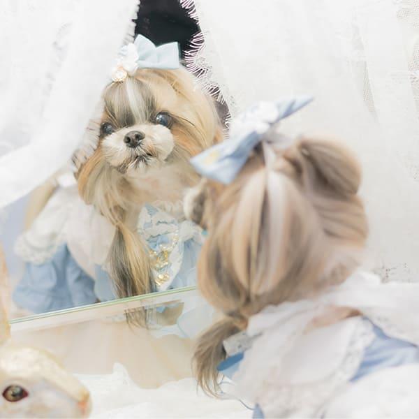 CanNana リボン バレッタ アクセサリー 不思議の国のアリス 犬服