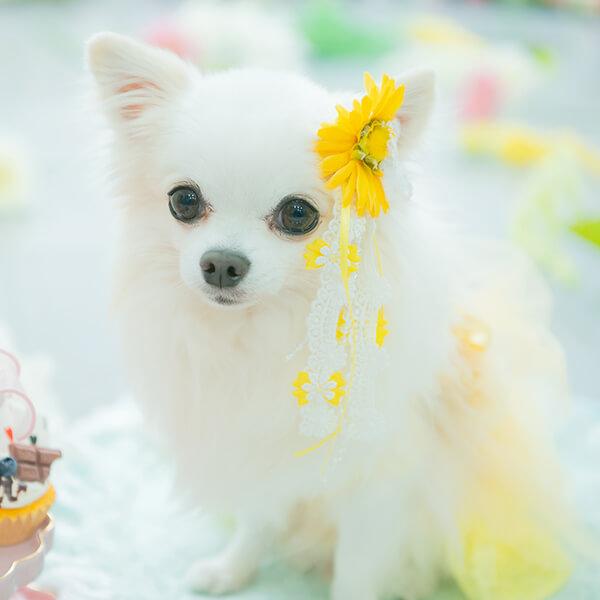 CanNana 犬 アクセサリー 春 ガーベラロングバレッタリボン ロング