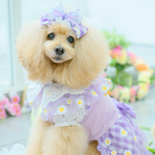 ペットボトルカバー　ピンクのドレスのパピヨンちゃん ペットボトルカバー ピンクのドレスのパピヨンちゃん ペットボトル