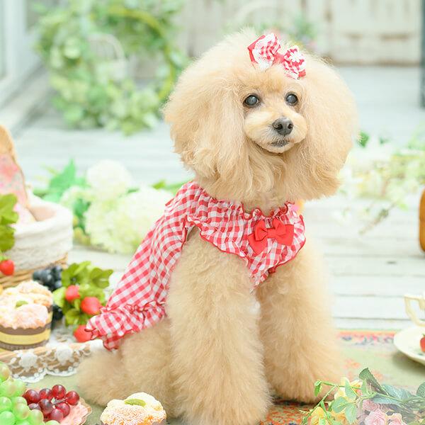 CanNana 犬 アクセサリー 春 角度一定スタンド式 ギンガムチェック