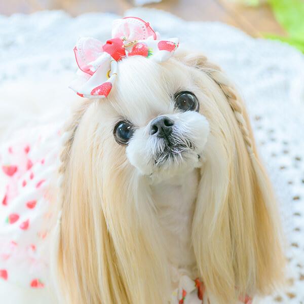 CanNana 犬 アクセサリー 春 角度一定スタンド式 いちご柄シフォン