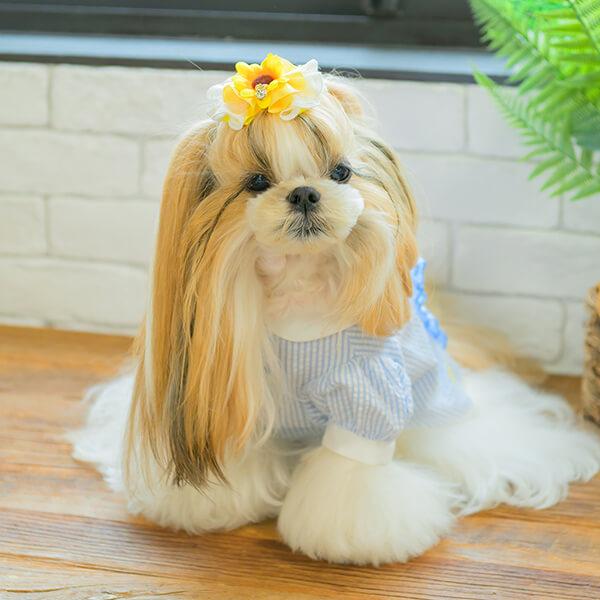 CanNana リボン バレッタ アクセサリー ひまわり 夏 ブランド セレブ