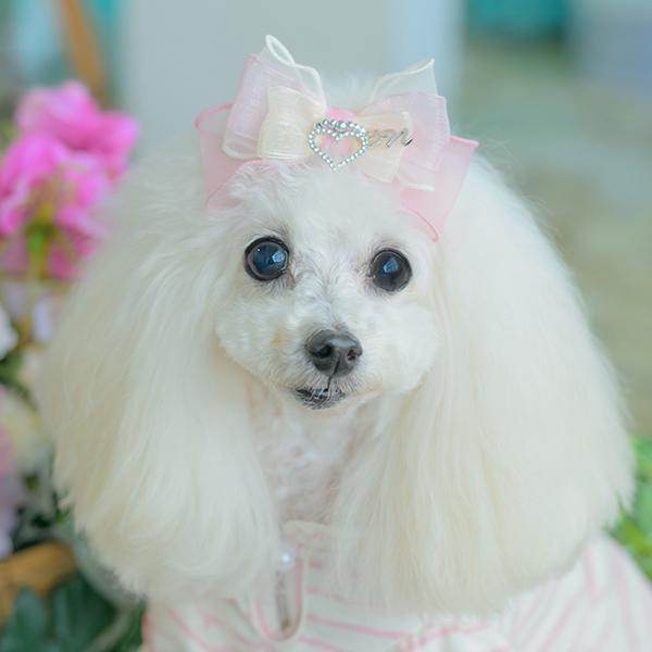 CanNana 犬 アクセサリー バレッタ リボン オーガンジー リンクコーデ