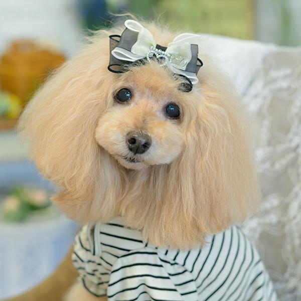 CanNana 犬 アクセサリー バレッタ リボン オーガンジー リンクコーデ