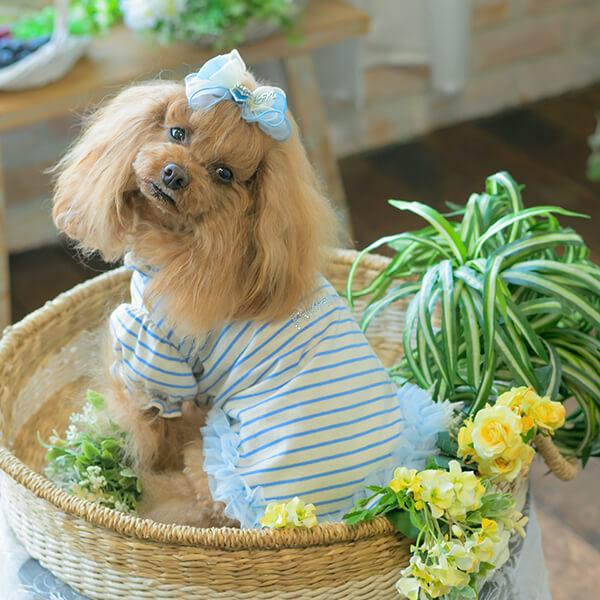 CanNana 犬 アクセサリー バレッタ リボン オーガンジー リンクコーデ