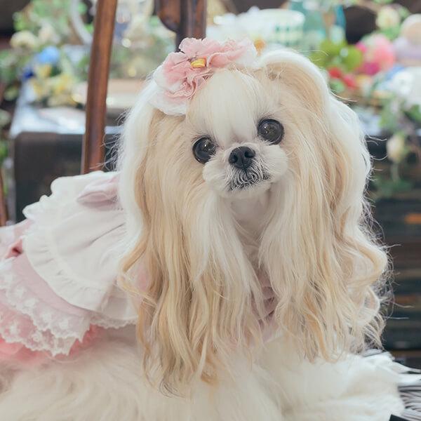 きゃんナナ　アリス　L バレッタつき きゃんナナ アリス L バレッタつき きゃんナナ アリス L バレッタつき