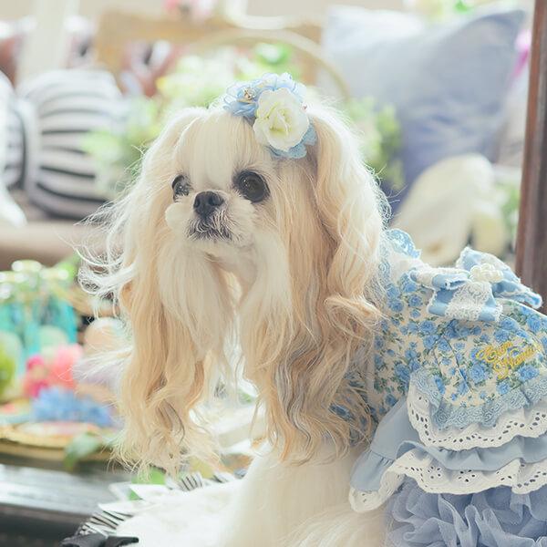 CanNana バレッタリボン ドッグアクセサリー 不思議の国のアリス きゃ