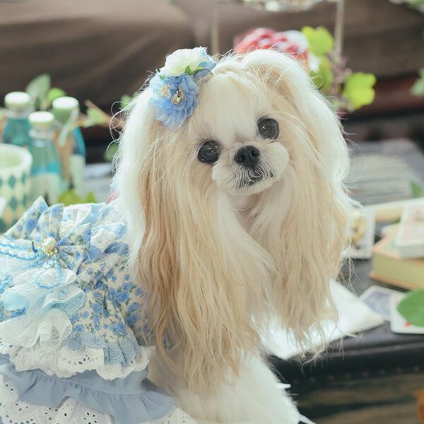 きゃんナナ　アリス　L バレッタつき CanNana バレッタリボン ドッグアクセサリー 不思議の国のアリス きゃ