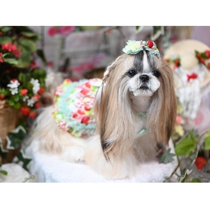 ハンドメイド　犬服　苺 楽天市場】犬服 イチゴ柄 タンクトップ 春 かわいい フレブル