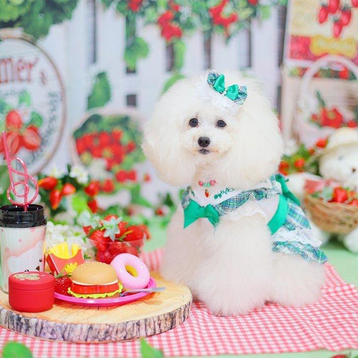 犬 服 犬服 春夏 タータンチェックセーラーカラーワンピース リボン レース フリル 花モチーフ チェック柄 季節映え レッド グリーン 1056 | CanNana | 05