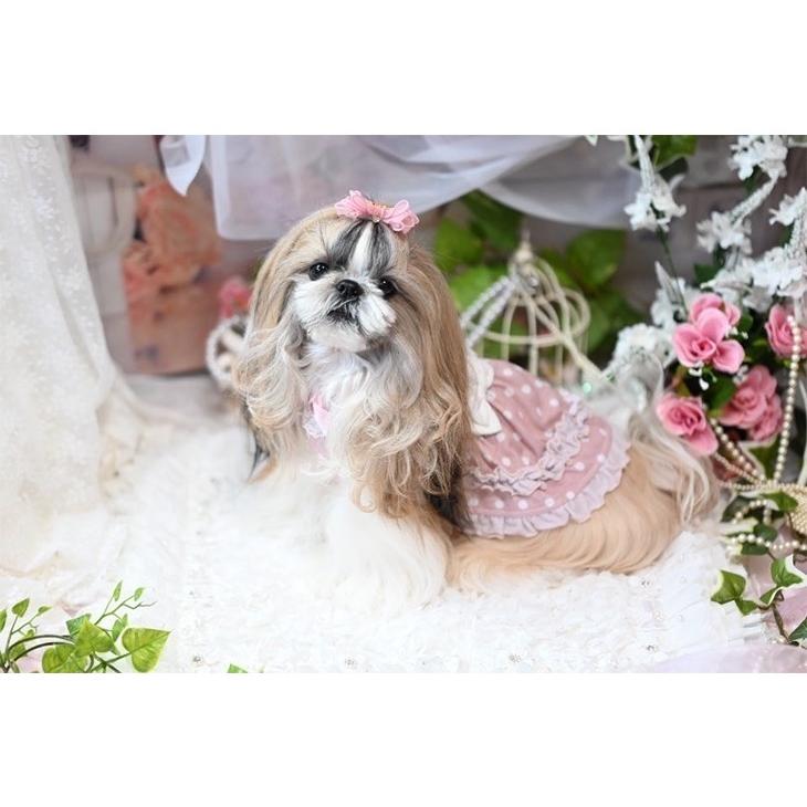 ♥︎︎完成品S♥︎︎ ハンドメイド犬服 ベージュドット チュール バルーンワンピース CanNana 犬 服 犬服 春夏 水玉ガーリー春色ワンピース ドット柄