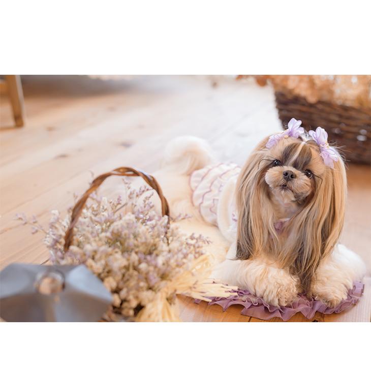 CanNana 犬 服 犬服 ワンピース くま ベア 限定 くすみピンク フリル