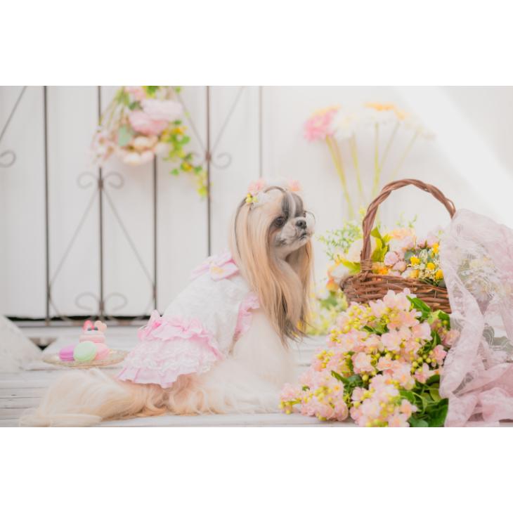 CanNana 犬 服 犬服 ワンピース 春夏 パステルレースフリル ワンピース
